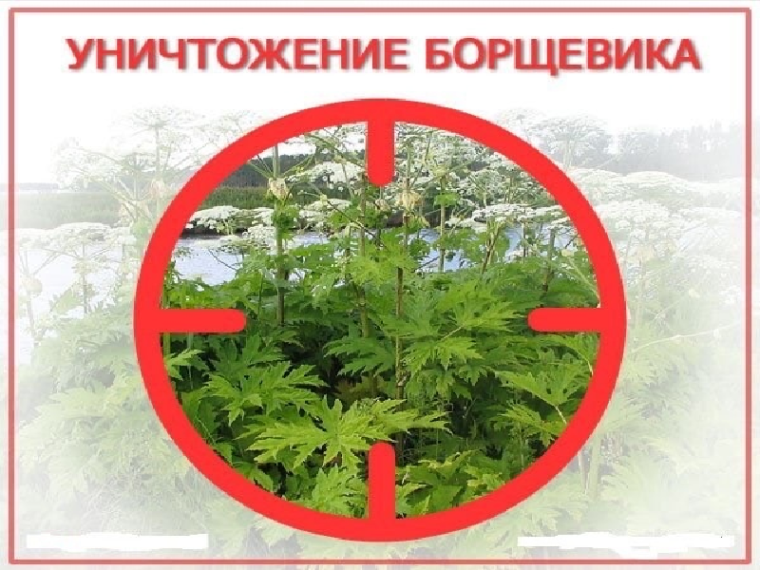 Оповещение о начале работ по уничтожению борщевика Сосновского. Оповещение о начале работ по уничтожению борщевика Сосновского.